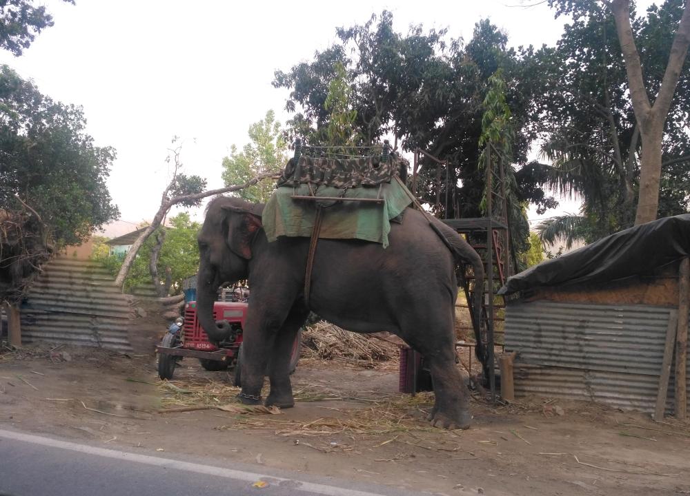 Elephant Safari