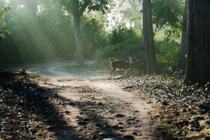 Jim Corbett National Park