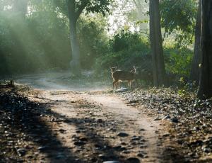 Jim Corbett National Park