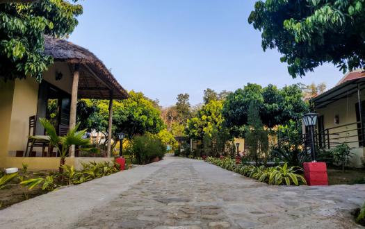 Corbett Tigers N Trees