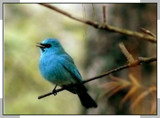 bird watching in corbett