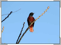 Jim corbett birds