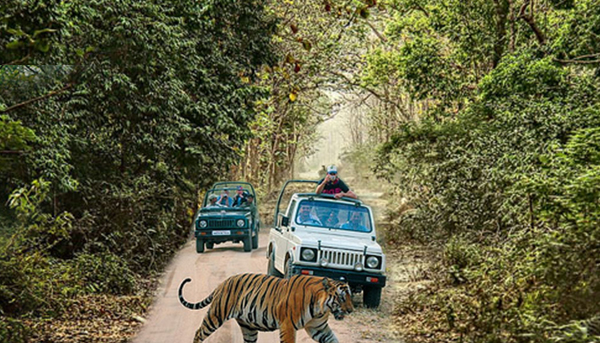 royal jeep safari